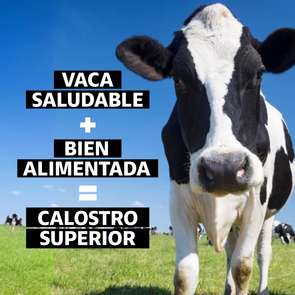 Foto 8 pulgar | Suplemento Alimenticio Beyond Vitamins Calostro Bovino Grass Fed De Libre Pastoreo 1000 Mg Bovine Colostrum 60 Cápsulas