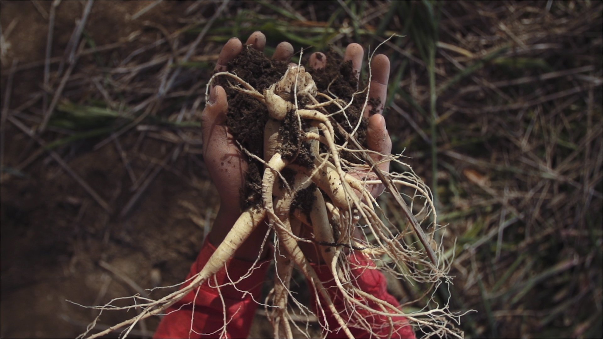 Foto 5 pulgar | Suplemento Auragin, Auténtico Ginseng Rojo Coreano, Raíces De 6 Años - Venta Internacional.