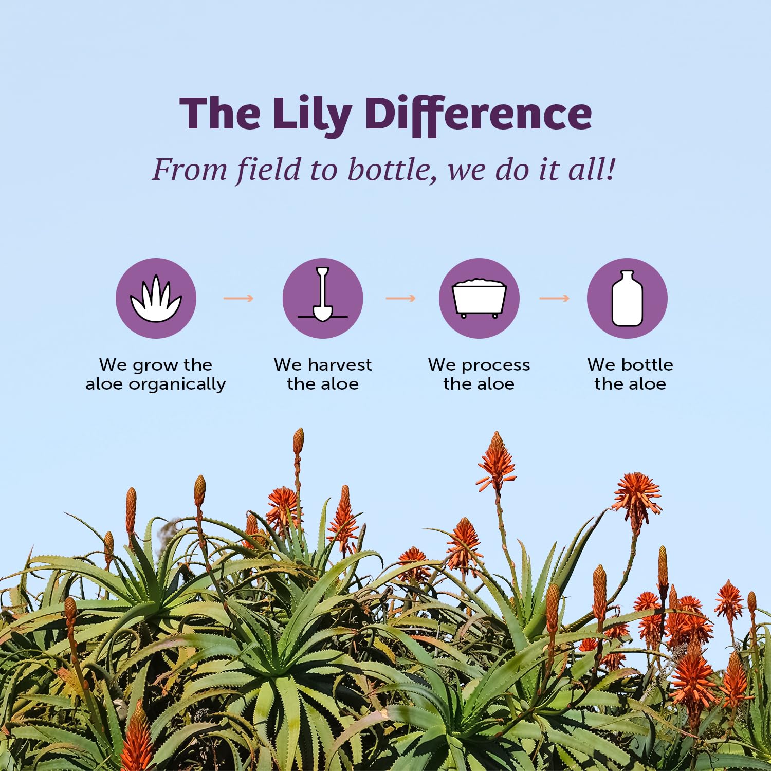 Foto 7 | Bebida Complementaria En Gel De Aloe Vera Con Forma De Lirio Del Desierto, 946 Ml (x2) - Venta Internacional.