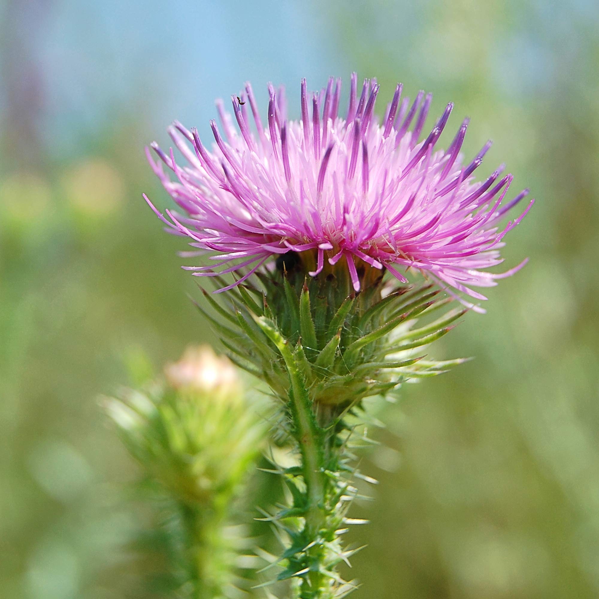 Foto 7 pulgar | Suplemento New Nordic Active Liver Milk Thistle 30 Comprimidos - Venta Internacional.