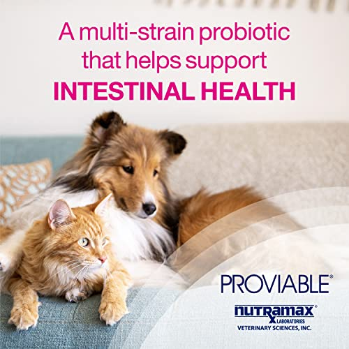 Foto 4 pulgar | Kit De Suplementos Para La Salud Digestiva Nutramax Proviable 15 Ml - Venta Internacional.