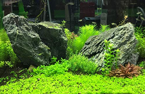 Foto 6 pulgar | Fertilizante Vegetal Seachem Flourish Potassium 500 Ml Para Aquari - Venta Internacional.