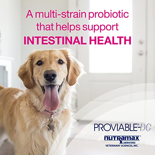Foto 4 pulgar | Suplemento Nutramax Proviable Digestive Health Para Perros 60 G - Venta Internacional.