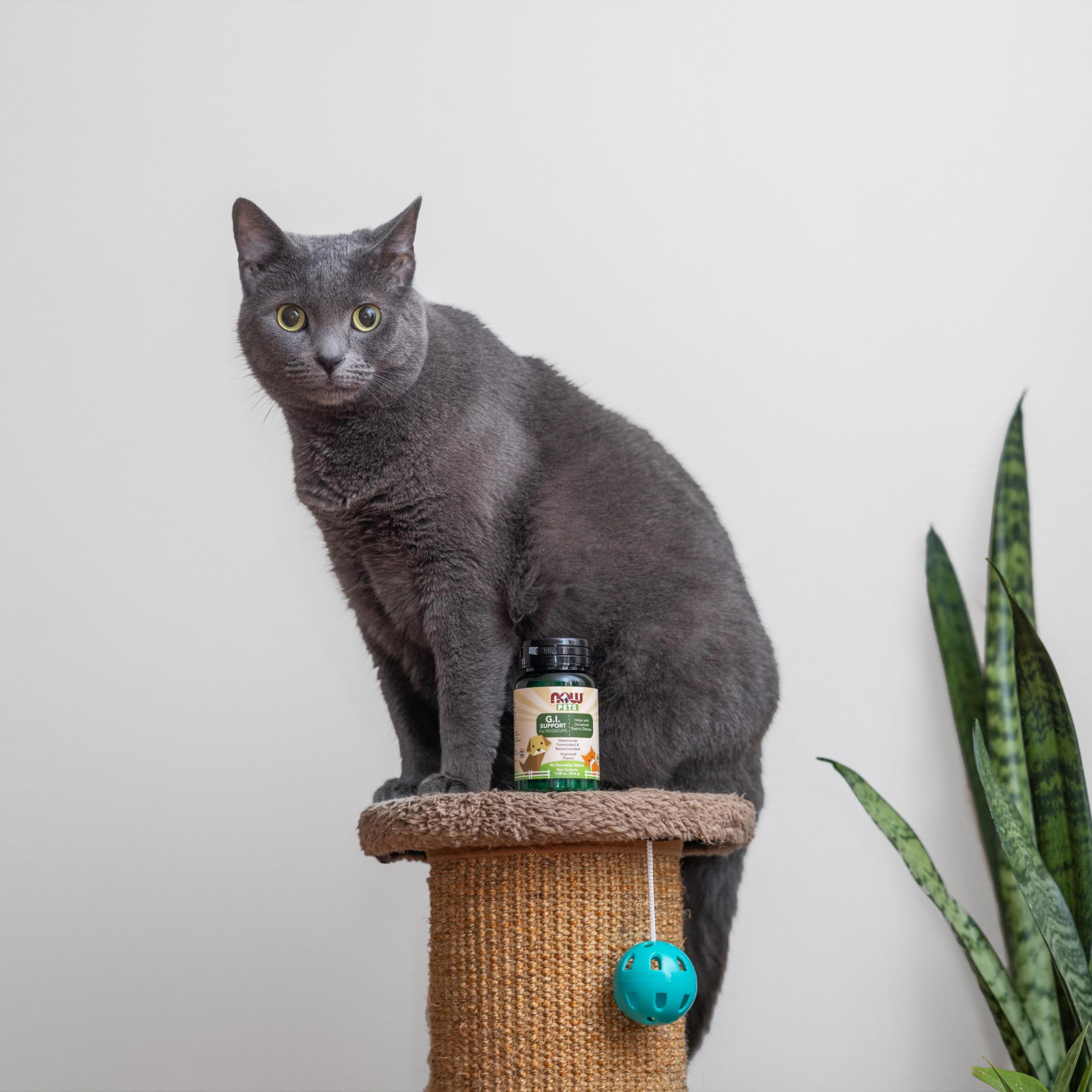 Foto 8 pulgar | Supplement Now Foods Pet Health G.i. Support Para Perros Y Gatos - Venta Internacional.