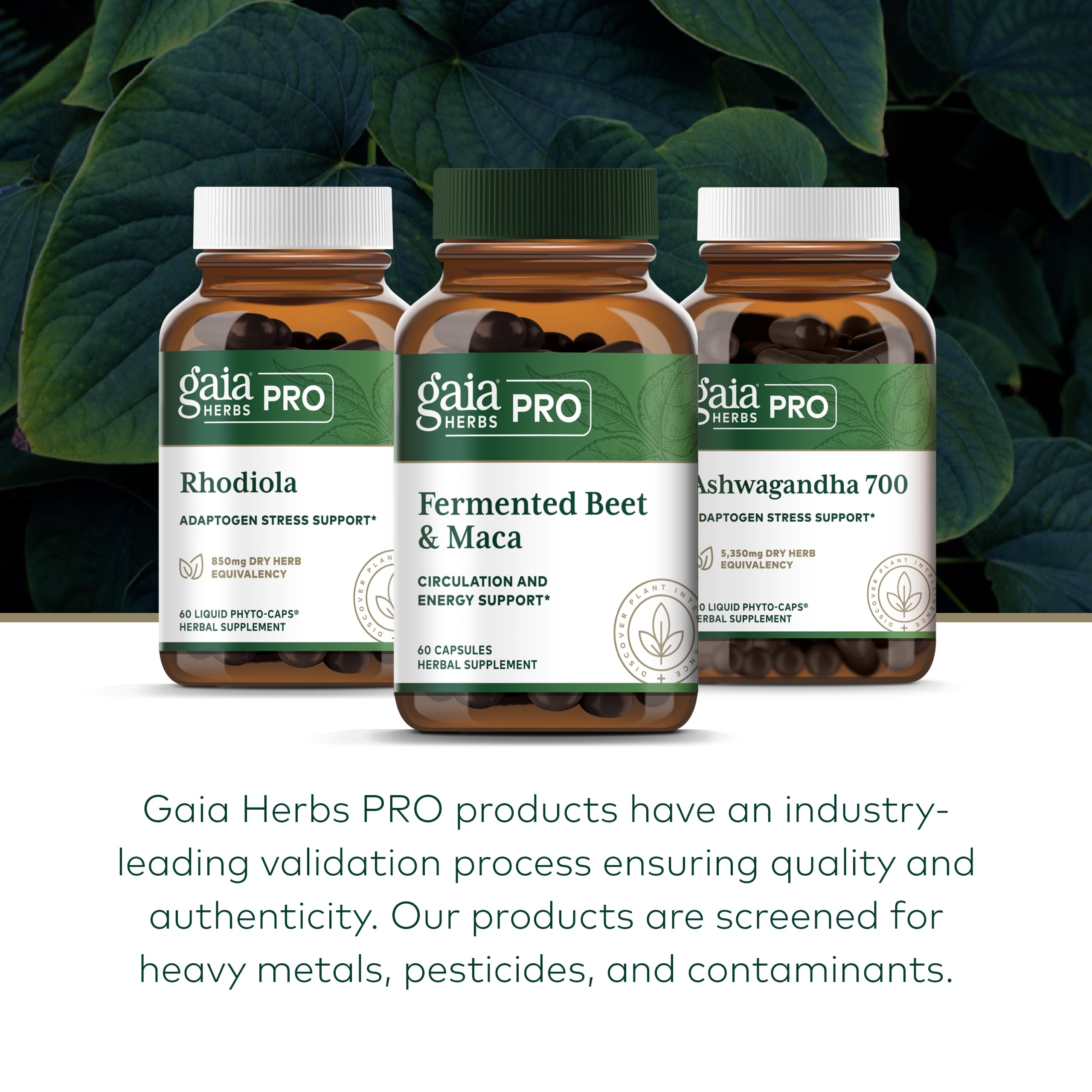 Foto 7 pulgar | Suplemento Gaia Herbs Pro De Remolacha Fermentada Y Maca 60 Cápsulas - Venta Internacional.