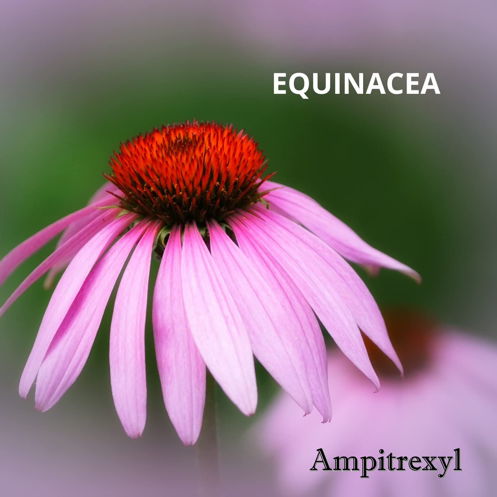 Foto 4 | Suplemento Ampitrexyl Plus 100% Natural 30 Cápsulas 1000 Mg - Venta Internacional.