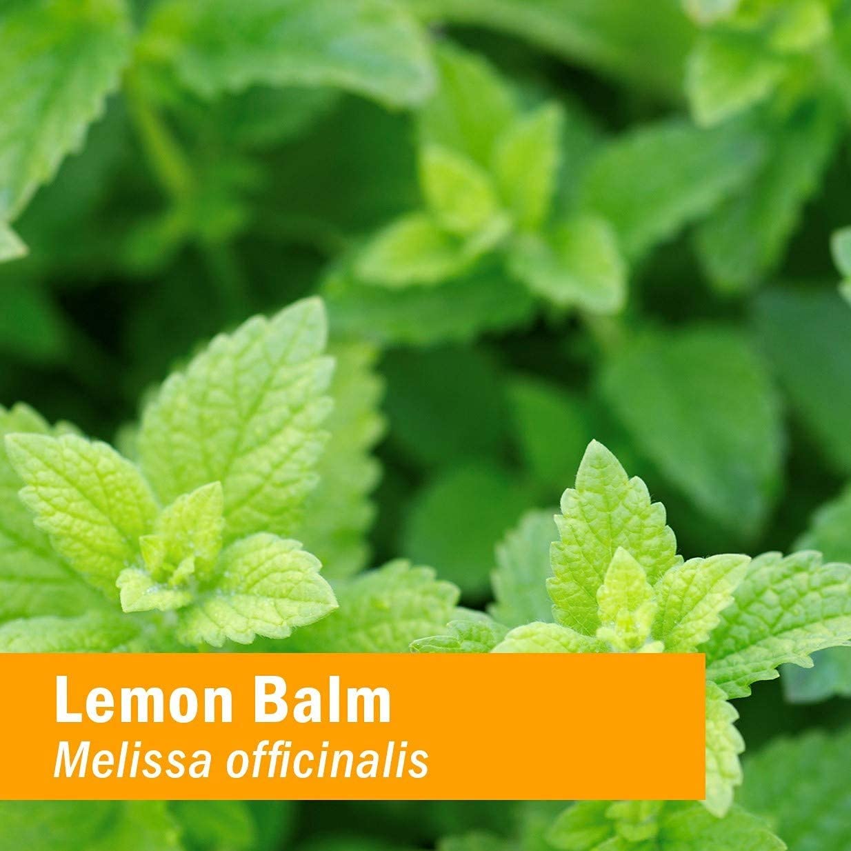 Foto 4 pulgar | Extracto Líquido Herb Pharm Kids Lemon Balm Calm 30 Ml - Venta Internacional.