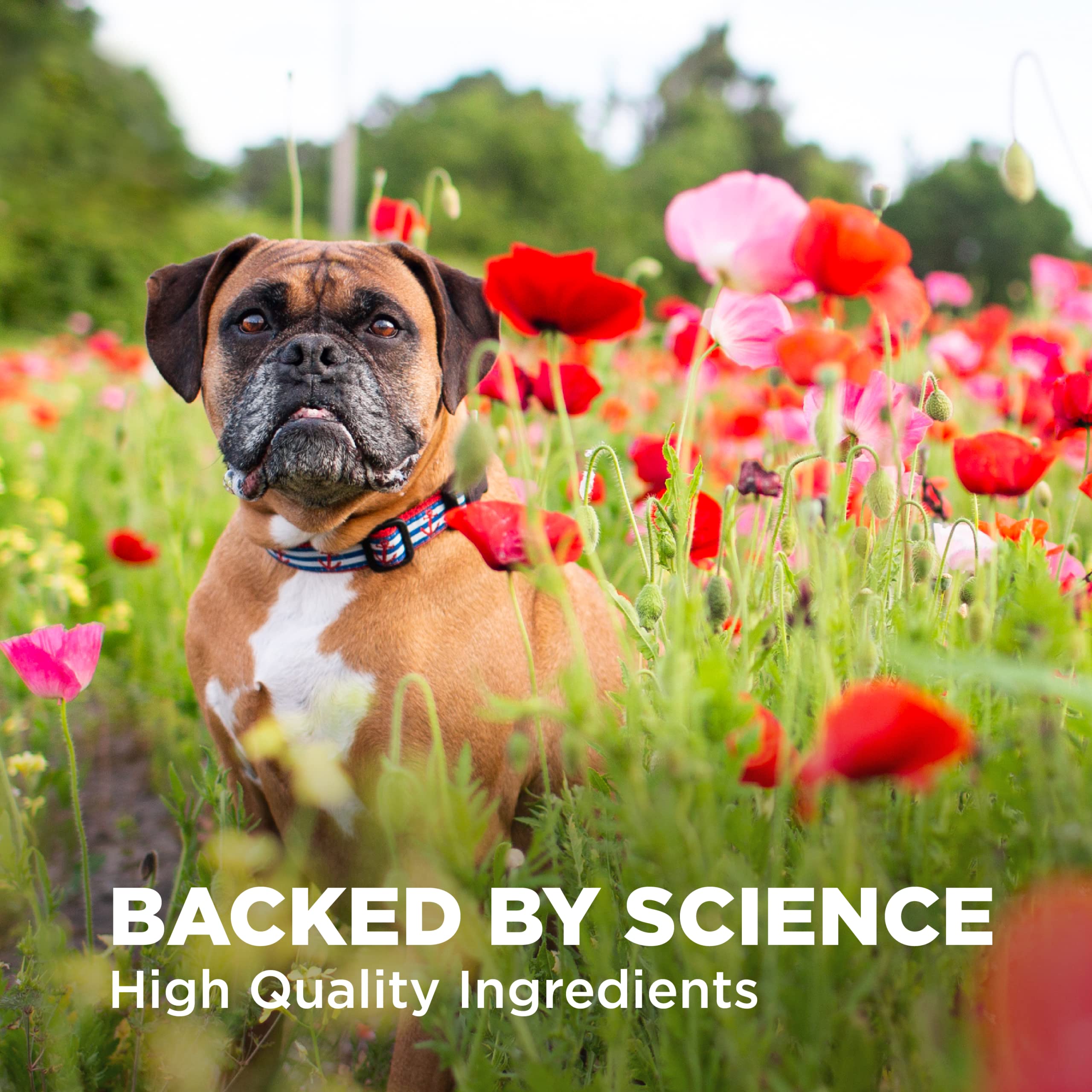 Foto 6 | Suplemento Nutramax Dermaquin Skin Support Para Perros De Más De 14 Kg - Venta Internacional.