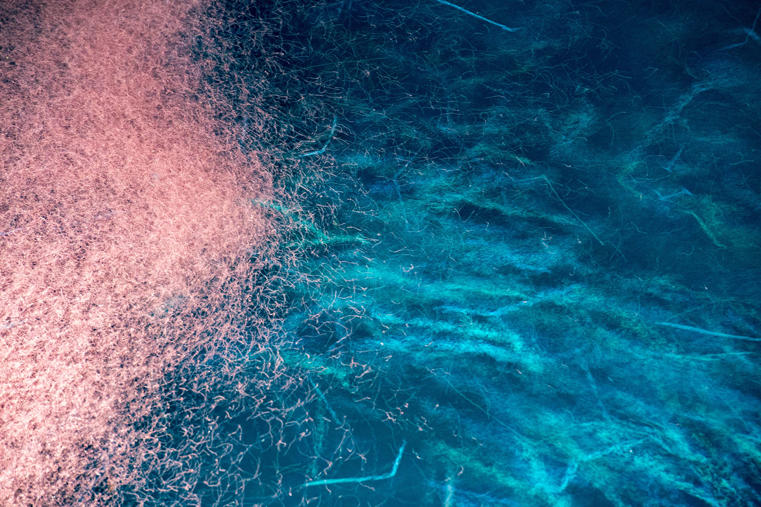 Foto 7 | Suplemento De Aceite De Krill Antártico Onnit De 1000 Mg De Omega-3 - Venta Internacional.