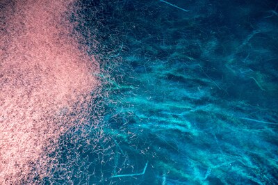 Foto 7 | Suplemento De Aceite De Krill Antártico Onnit De 1000 Mg De Omega-3 - Venta Internacional.