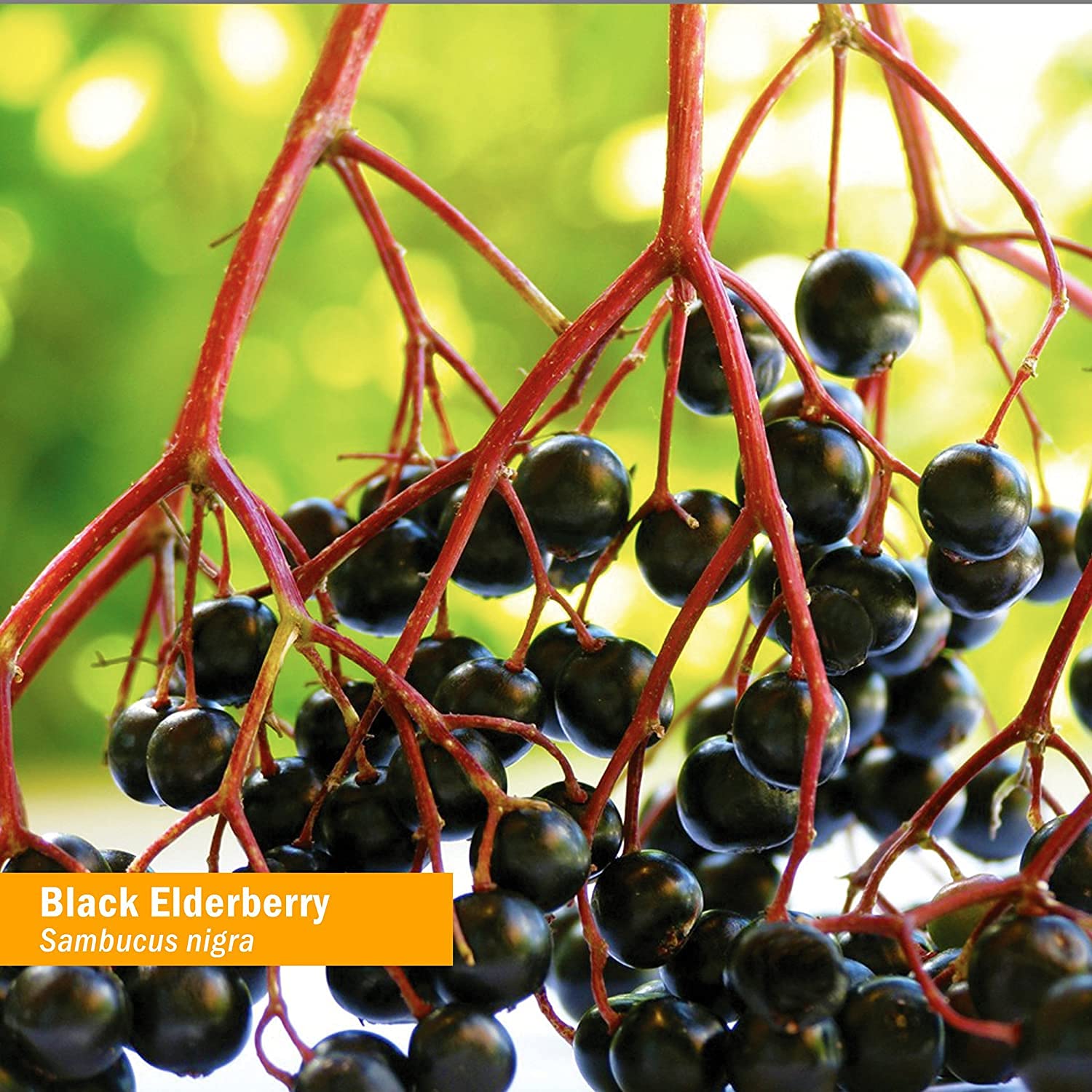Foto 4 pulgar | Extracto Líquido Herb Pharm Black Elderberry 30 Ml Orgánico - Venta Internacional