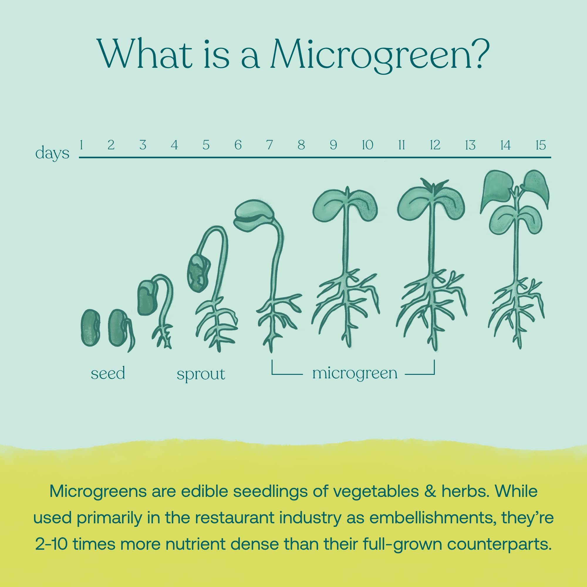 Foto 5 pulgar | Superalimento En Polvo True Grace Broccoli Microgreens, 11 Ml - Venta Internacional.