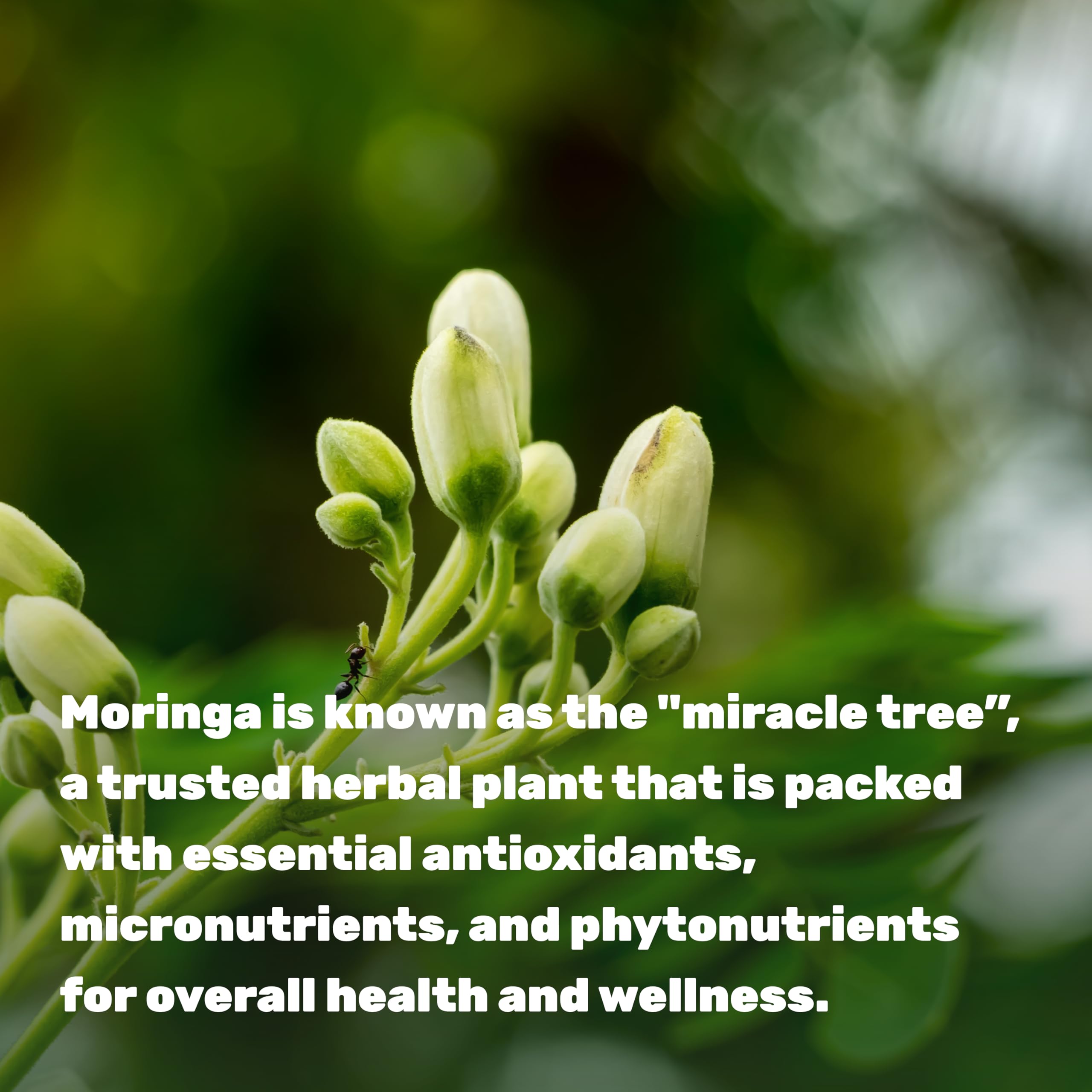Foto 5 pulgar | Suplemento Y Oferta Suplemento Moringa Pure Capsules 9000 Mg X240 - Venta Internacional.