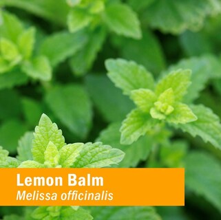 Foto 3 | Extracto Líquido De Bálsamo De Limón Herb Pharm, 120 Ml, Sin Alcohol - Venta Internacional.