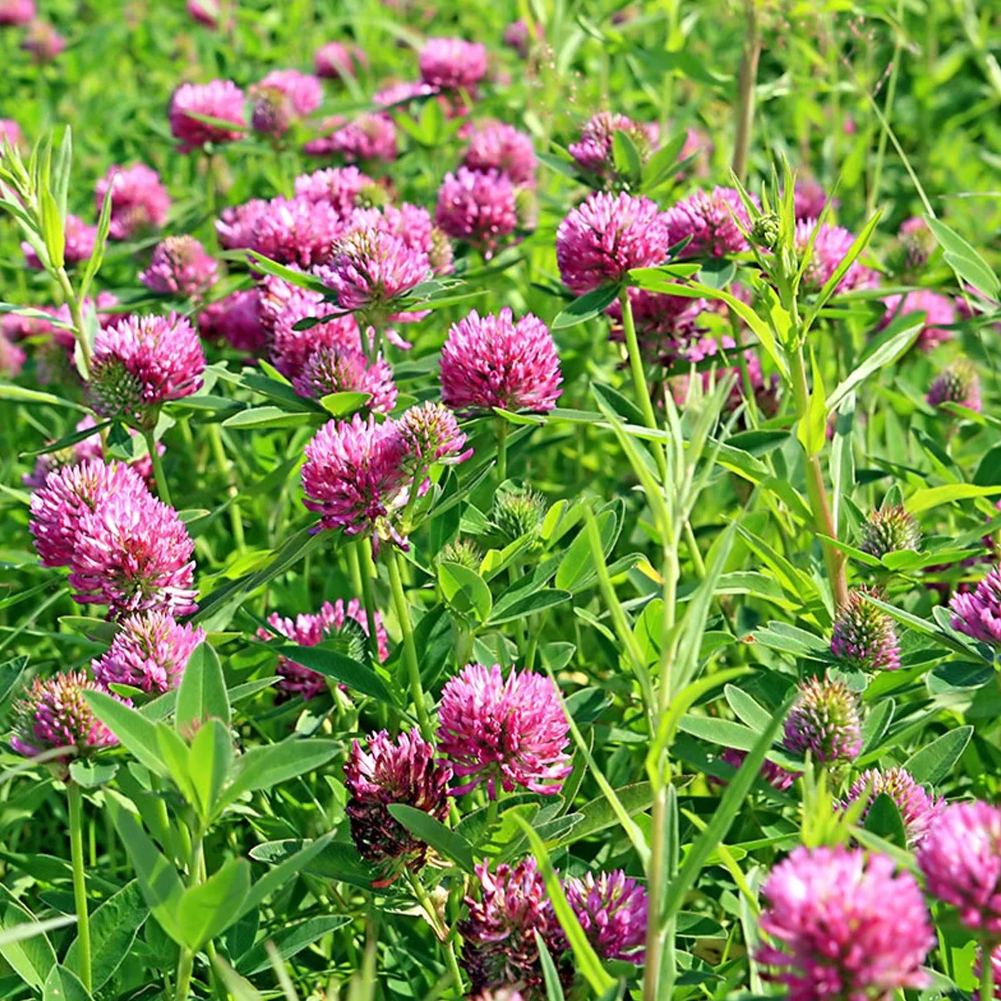 Foto 7 pulgar | Suplemento Earthborn Elements Red Clover 200 Cápsulas - Venta Internacional.