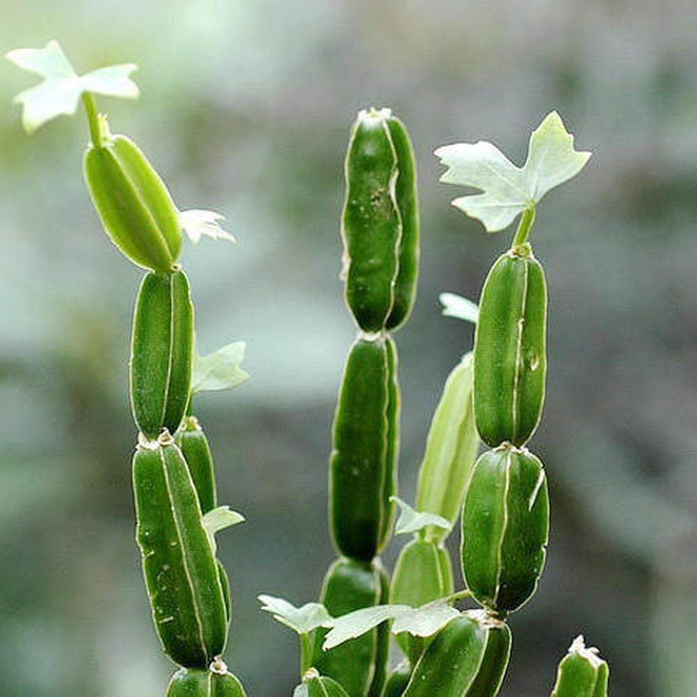 Foto 4 pulgar | Vitamina Nutrakey Cissus Quadrangularis 120 Cápsulas
