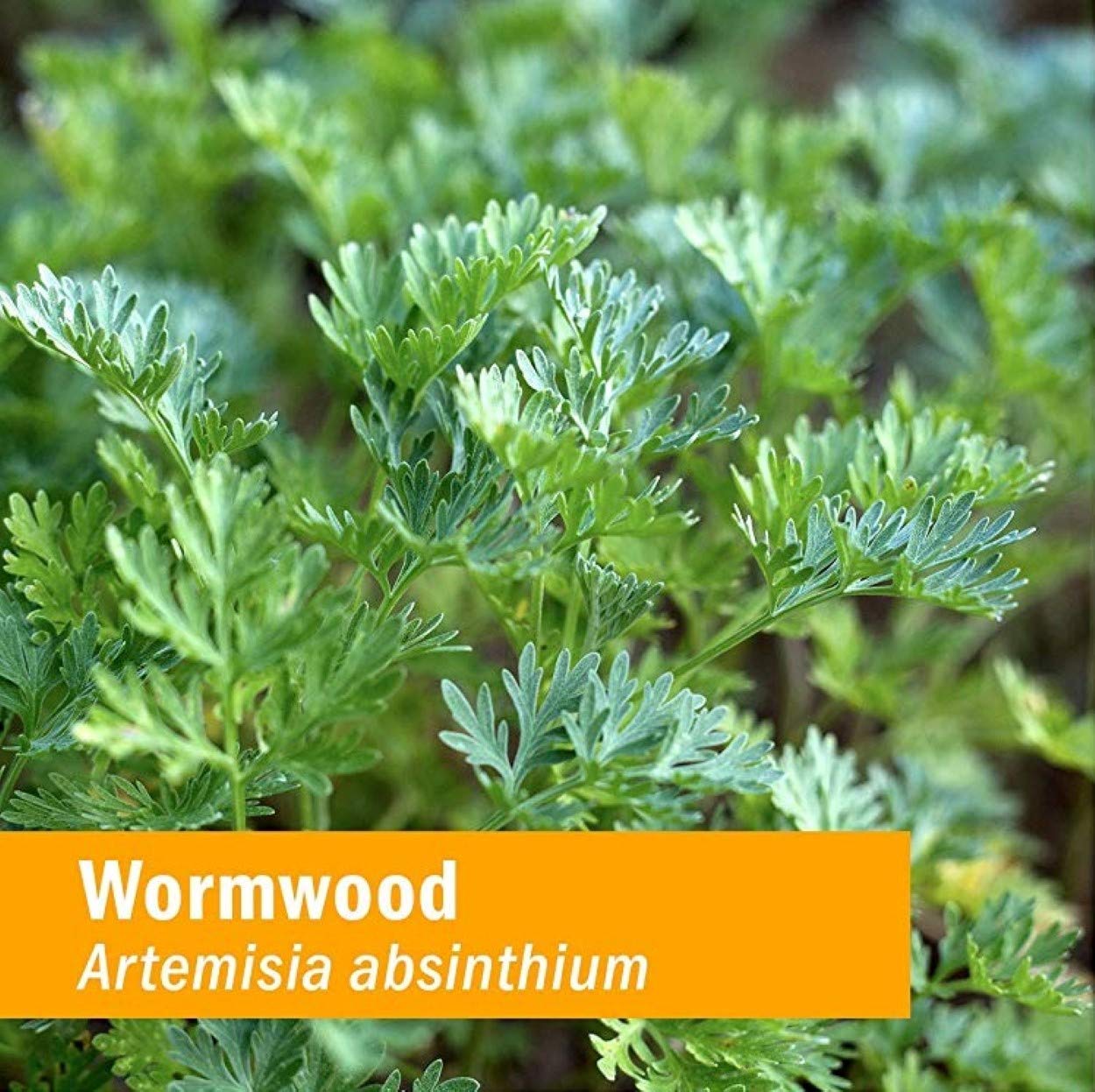 Foto 3 pulgar | Extracto Líquido Herb Pharm Wormwood Digestive System 30 Ml - Venta Internacional.