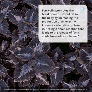 Foto 5 | Suplemento Dietético De Forskolina De Irwin Naturals, 60 Cápsulas - Venta Internacional.