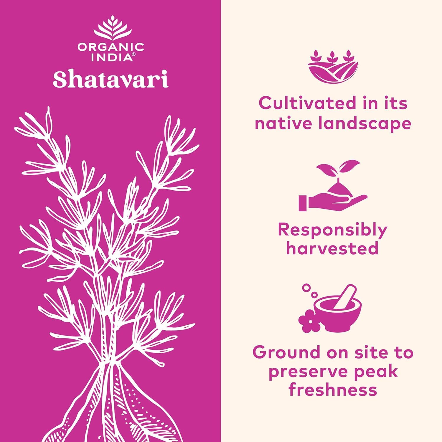 Foto 4 | Suplemento Organic India Shatavari En Cápsulas 180 Veganas - Venta Internacional.