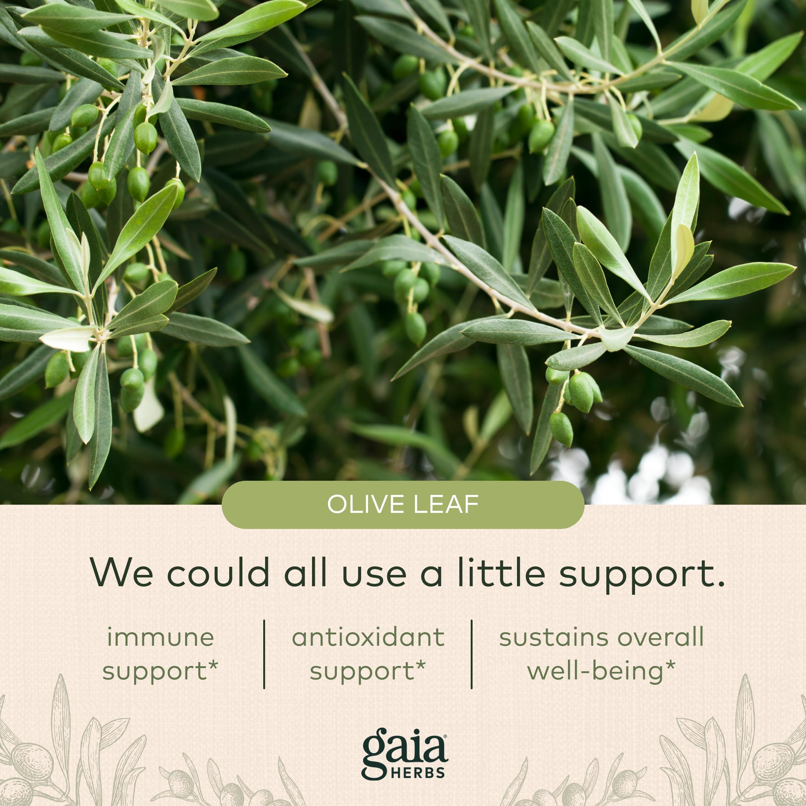 Foto 5 | Suplemento Gaia Herbs Olive Leaf, 120 Fitocápsulas Líquidas Veganas - Venta Internacional.