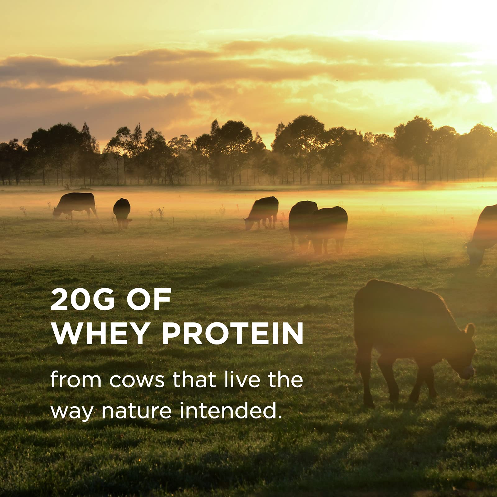 Foto 5 pulgar | Proteína En Polvo Solgar Grass Fed Whey To Go Chocolate, 1,04 Kg - Venta Internacional.