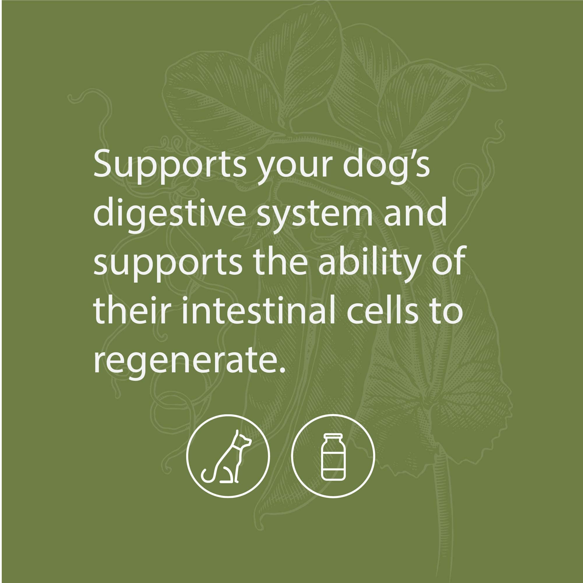 Foto 4 pulgar | Suplemento Para Perros Standard Process Canine Enteric Support 30 G - Venta Internacional.