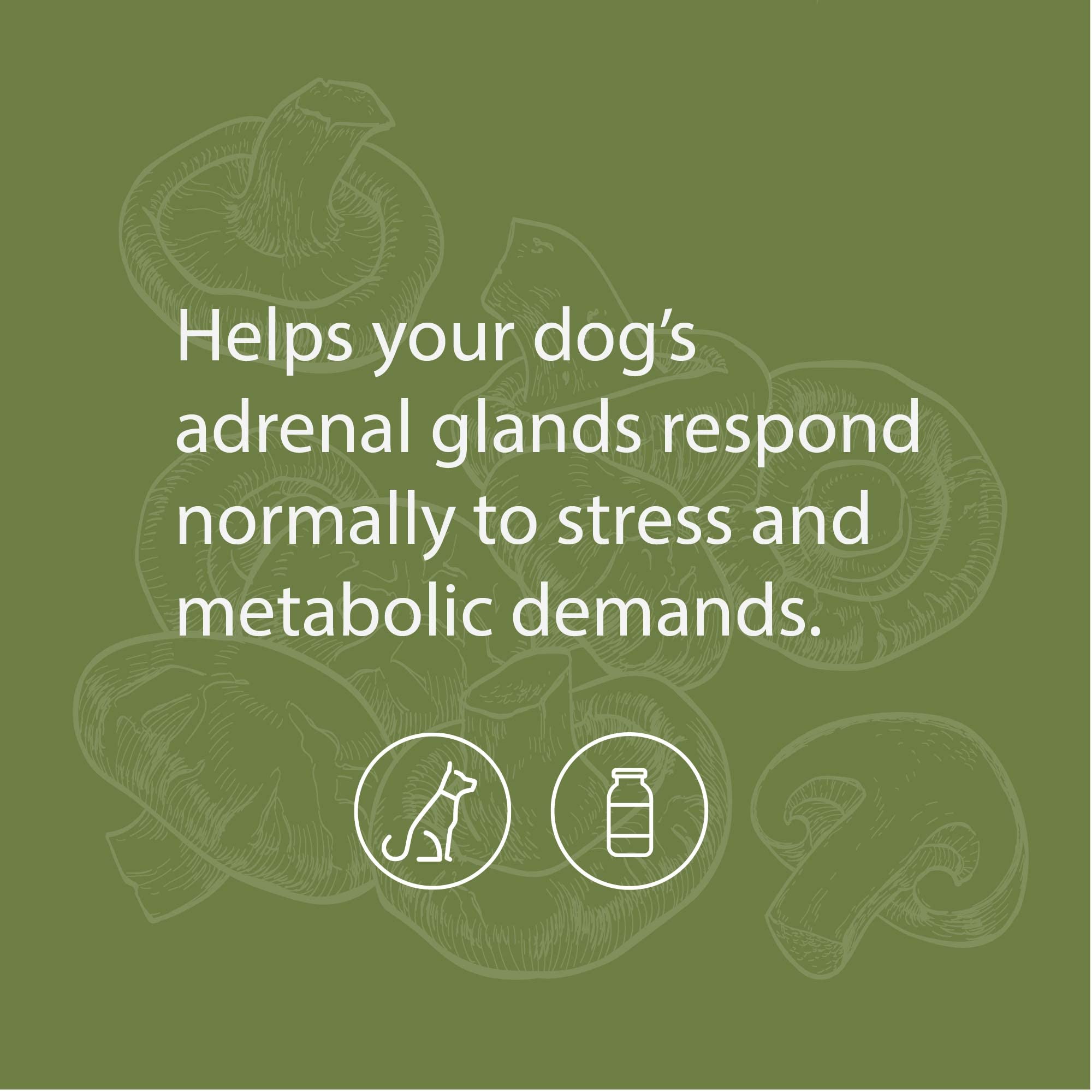 Foto 4 pulgar | Suplemento Canine Adrenal Support Standard Process Inc., De 25 G - Venta Internacional.