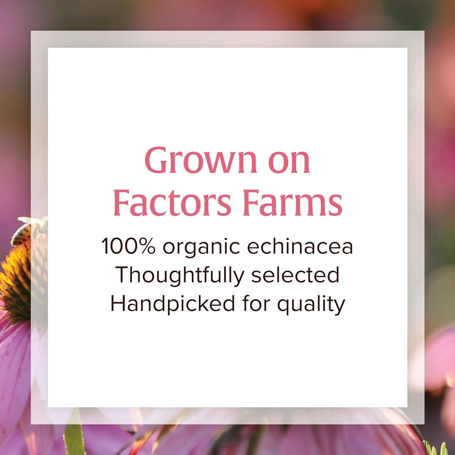 Foto 5 | Suplemento Natural Factors Anti-v Formula Echinacea 120 Cápsulas Blandas - Venta Internacional.