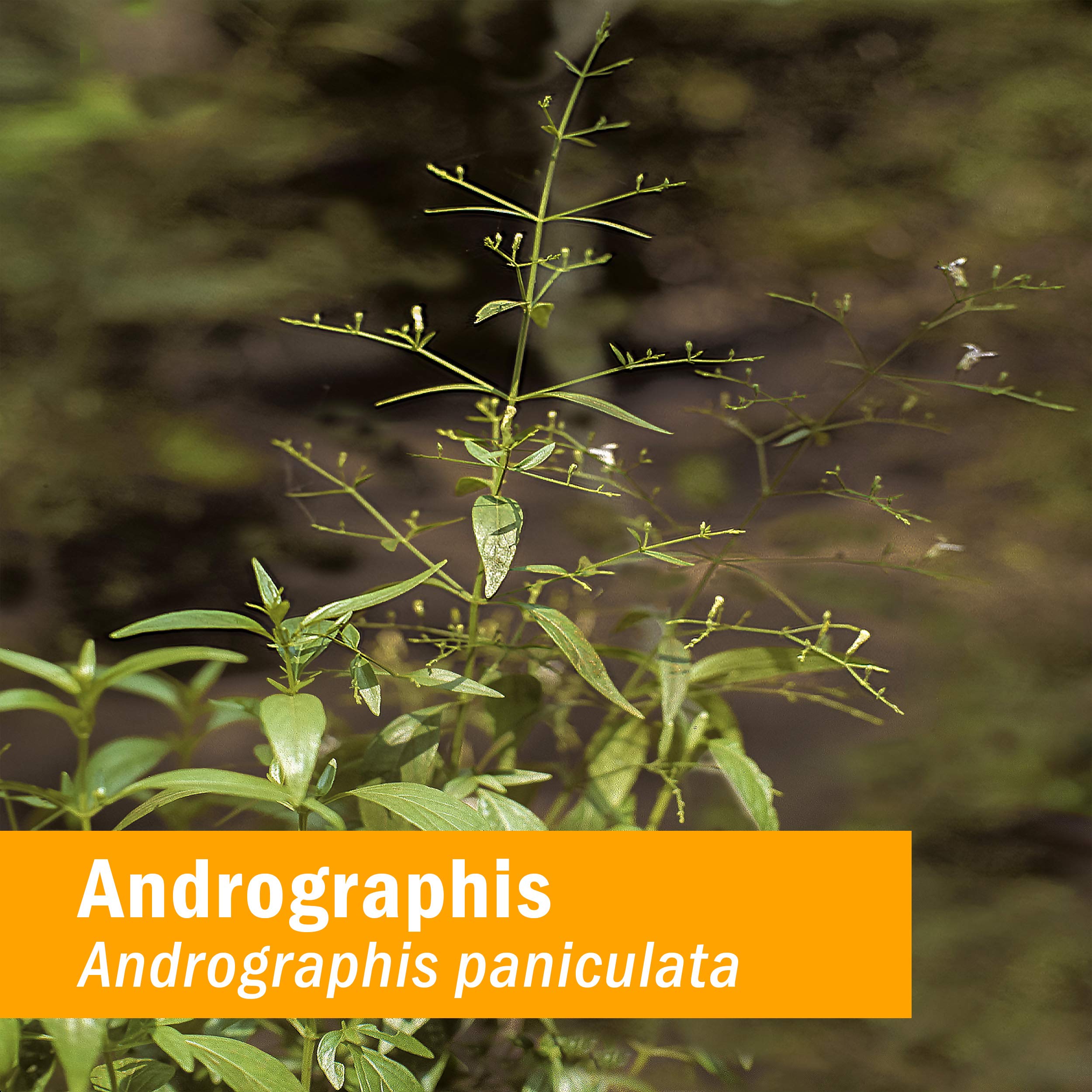 Foto 2 | Extracto Líquido Herb Pharm Andrographis For Immune 120 Ml - Venta Internacional.