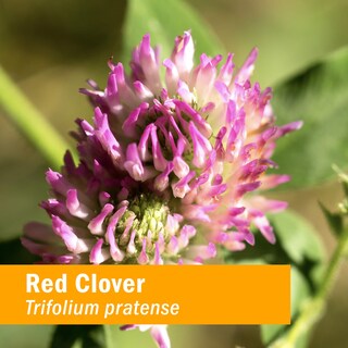 Foto 2 | Extracto Líquido Herb Pharm De Trébol Rojo, 30 Ml, Certificado Orgánico - Venta Internacional.