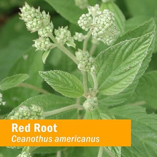 Foto 5 | Extracto Líquido Para Limpieza De Raíces Rojas Herb Pharm, 30 Ml Drroot01 - Venta Internacional.