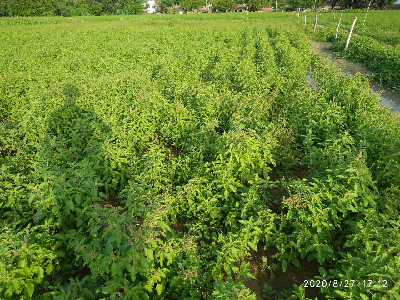 Foto 7 | Hojas De Tulsi En Polvo Carmel Organics, 227 Ml, Naturales, Sin Ogm - Venta Internacional.