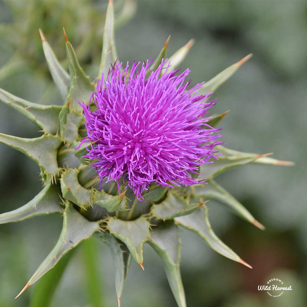 Foto 4 | Suplemento de Cardo Mariano de Oregon's Wild Harvest 180 Cápsulas - Venta Internacional