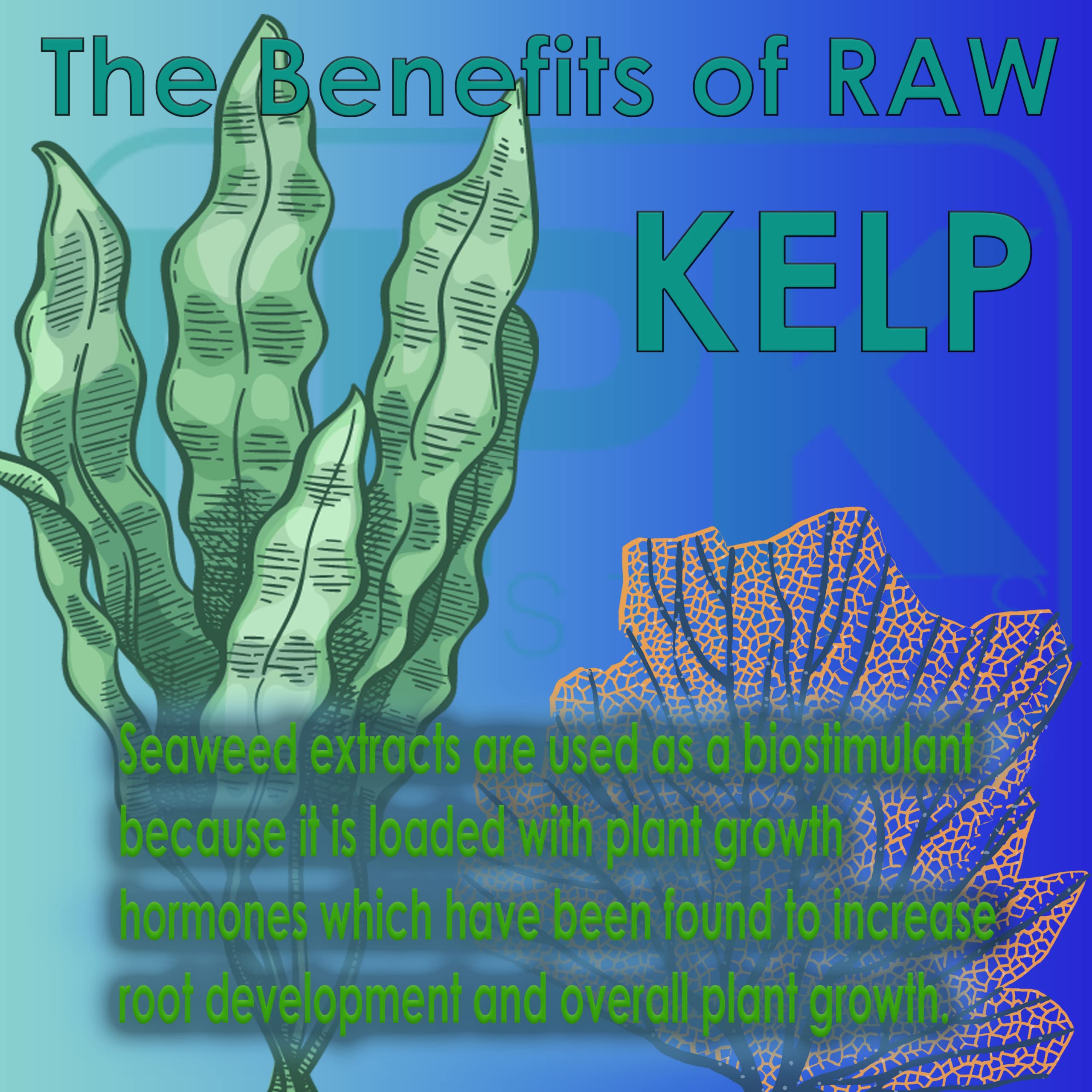 Foto 3 pulgar | Bioestimulante Raw Kelp De 4,54 Kg, Rico En Hormonas Vegetales Orgánicas - Venta Internacional.