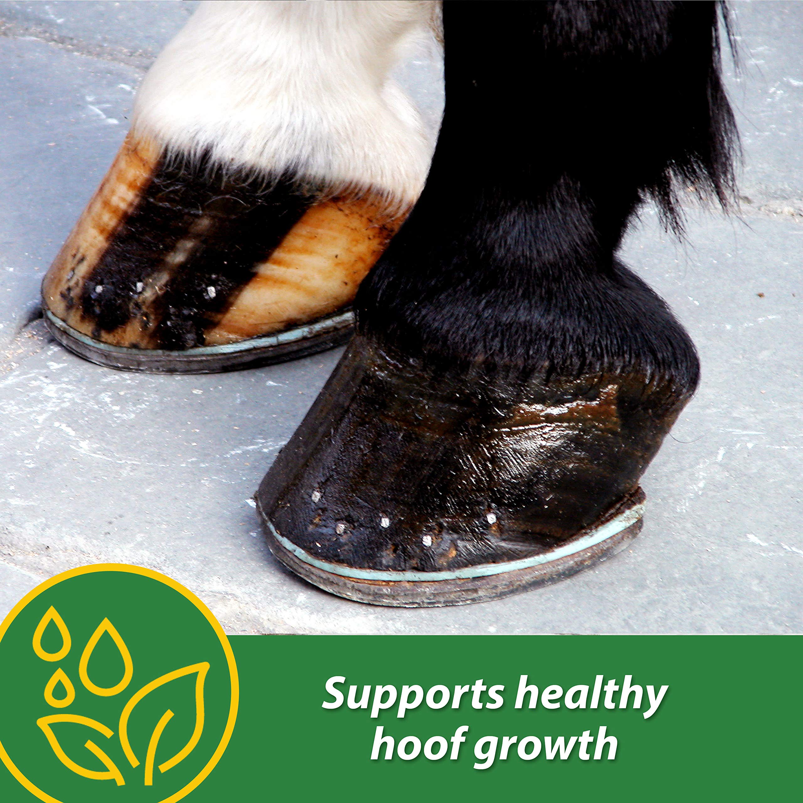 Foto 3 pulgar | El Suplemento Farnam Hb 15 Hoof Apoya Un Crecimiento Saludable De 1,36 Kg - Venta Internacional.