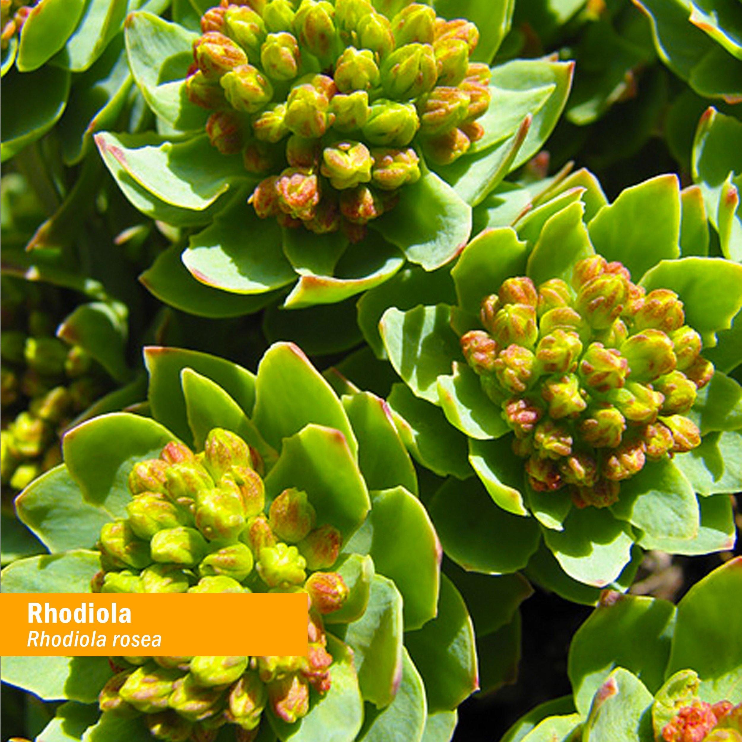 Foto 3 pulgar | Suplemento De Extracto De Raíz De Rhodiola De Herb Pharm 30 Ml - Venta Internacional.