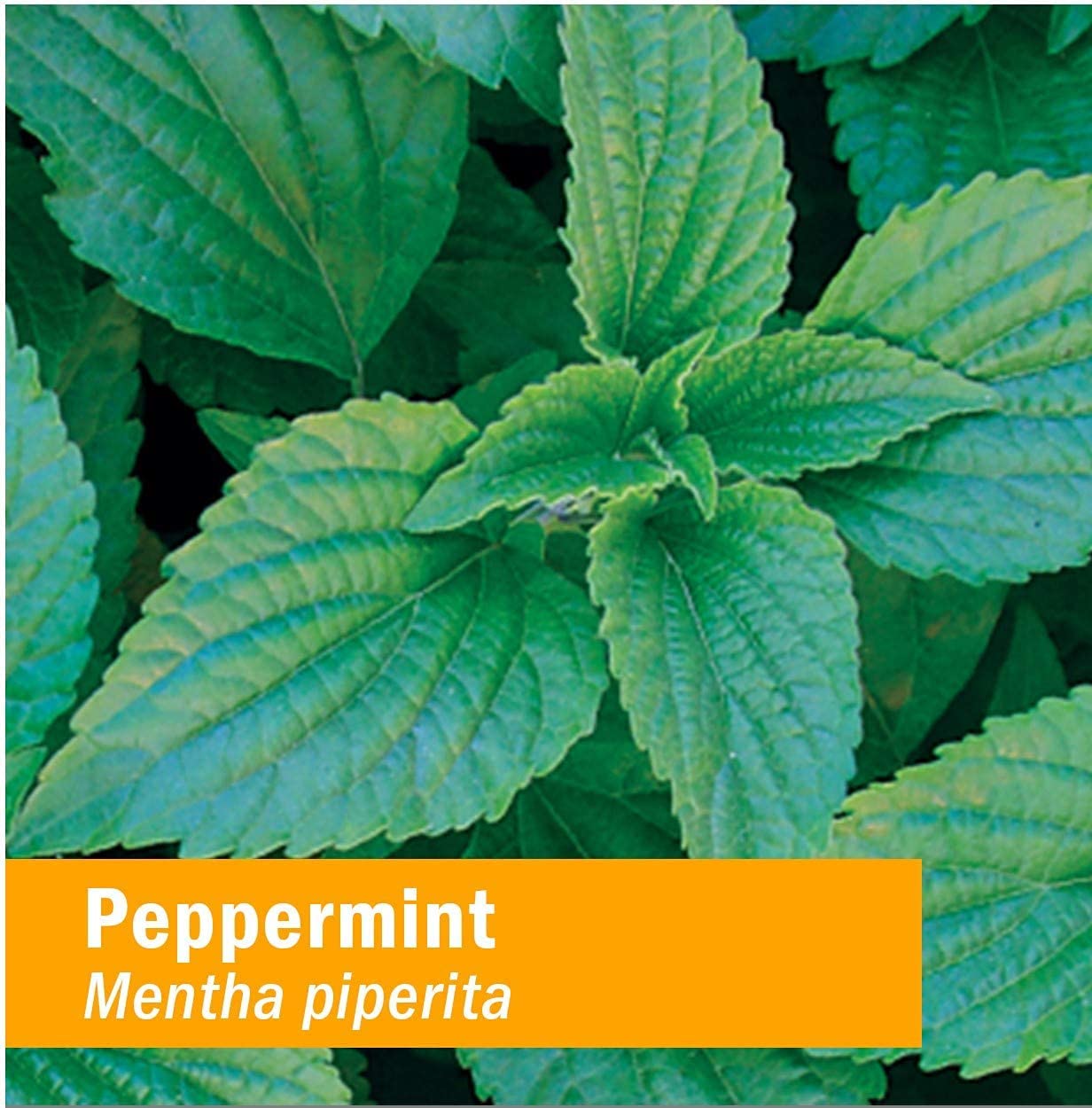 Foto 7 pulgar | Suplemento Herb Pharm Peppermint Spirits Organic 30 Ml - Venta Internacional.