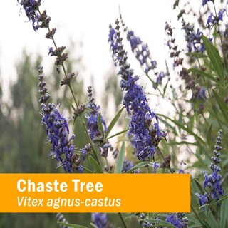 Foto 2 | Extracto Líquido Herb Pharm Chaste Tree Female Reproductive 30 Ml - Venta Internacional.