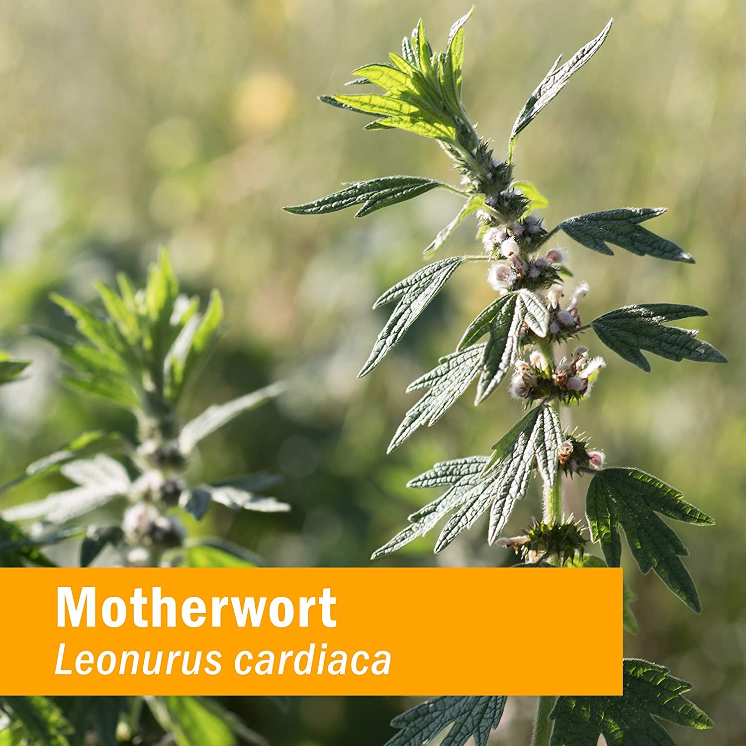 Foto 4 pulgar | Extracto Líquido Herb Pharm Motherwort  30 Ml  Soporte Endocrino - Venta Internacional.