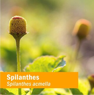 Foto 5 | Extracto Líquido De Herb Pharm Spilanthes 30 Ml Limpiador Desintoxicante - Venta Internacional.