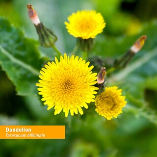 Foto 3 | Extracto Líquido Limpiador De Diente De León Herb Pharm 30 Ml - Venta Internacional.