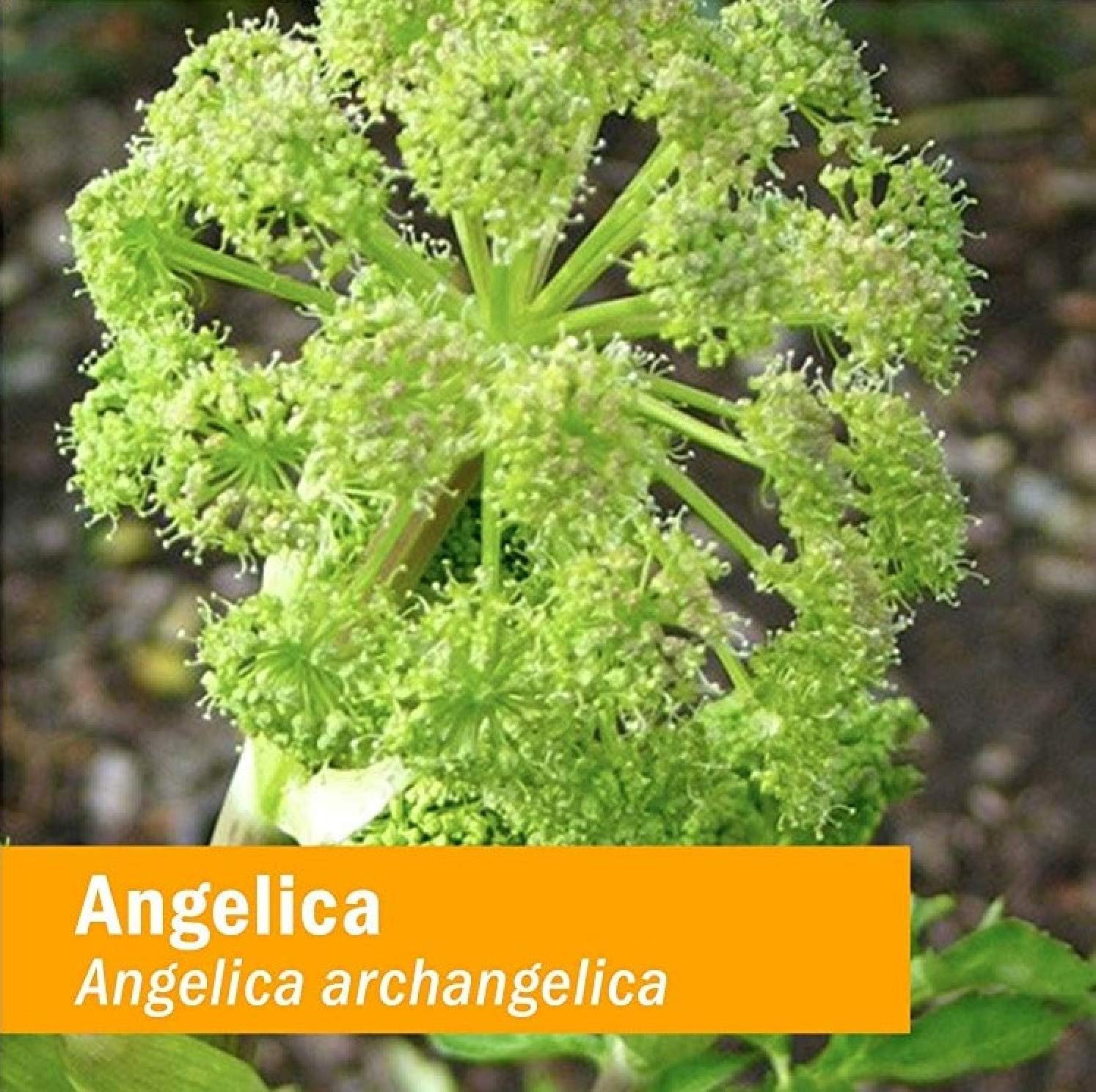 Foto 2 | Extracto Líquido De Raíz De Angélica De Herb Pharm  30 Ml  Para Ayudar A La Digestión - Venta Internacional.