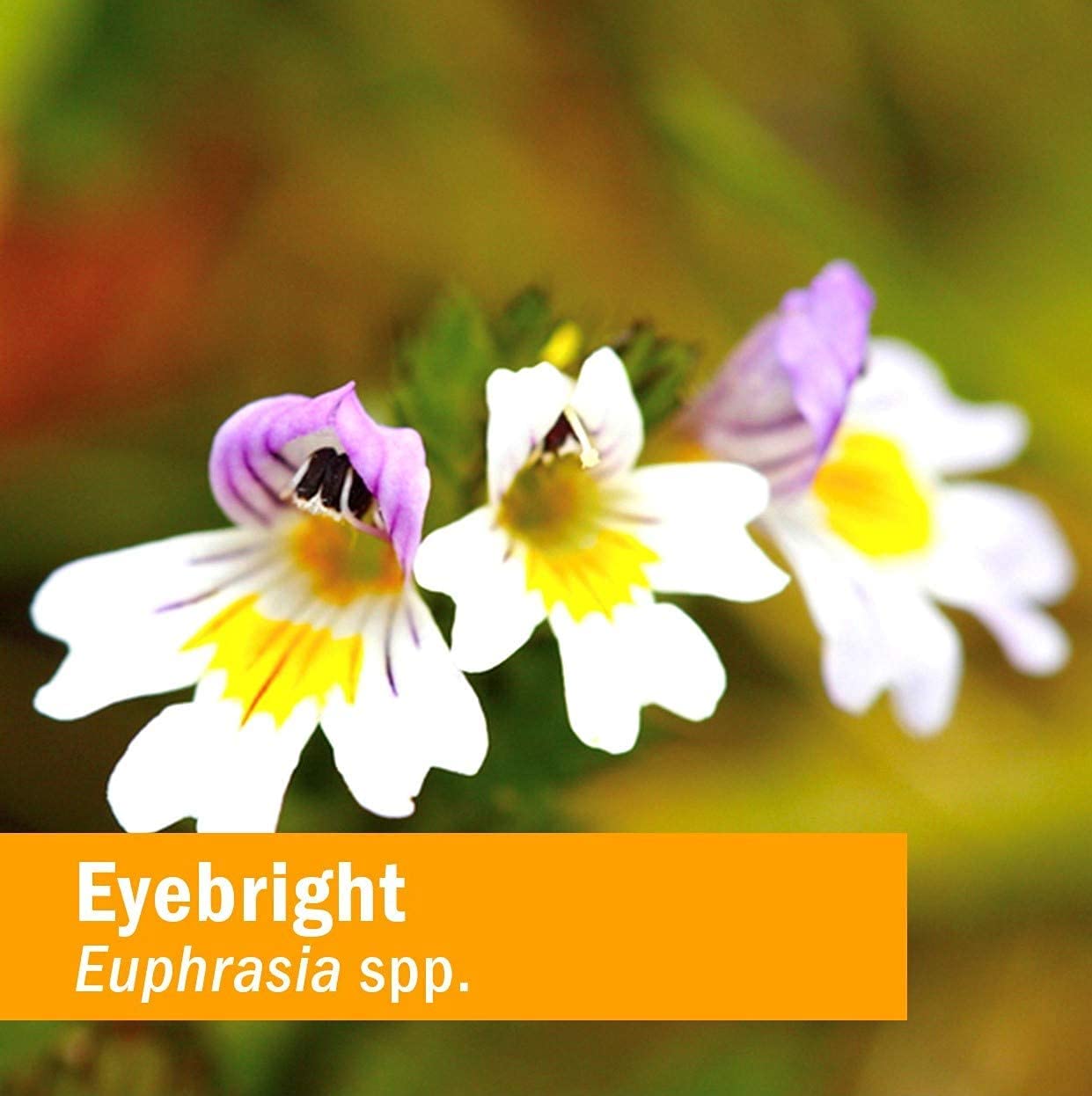 Foto 6 pulgar | Extracto Líquido Herb Pharm Eyebright Respiratory Support 30 Ml - Venta Internacional.