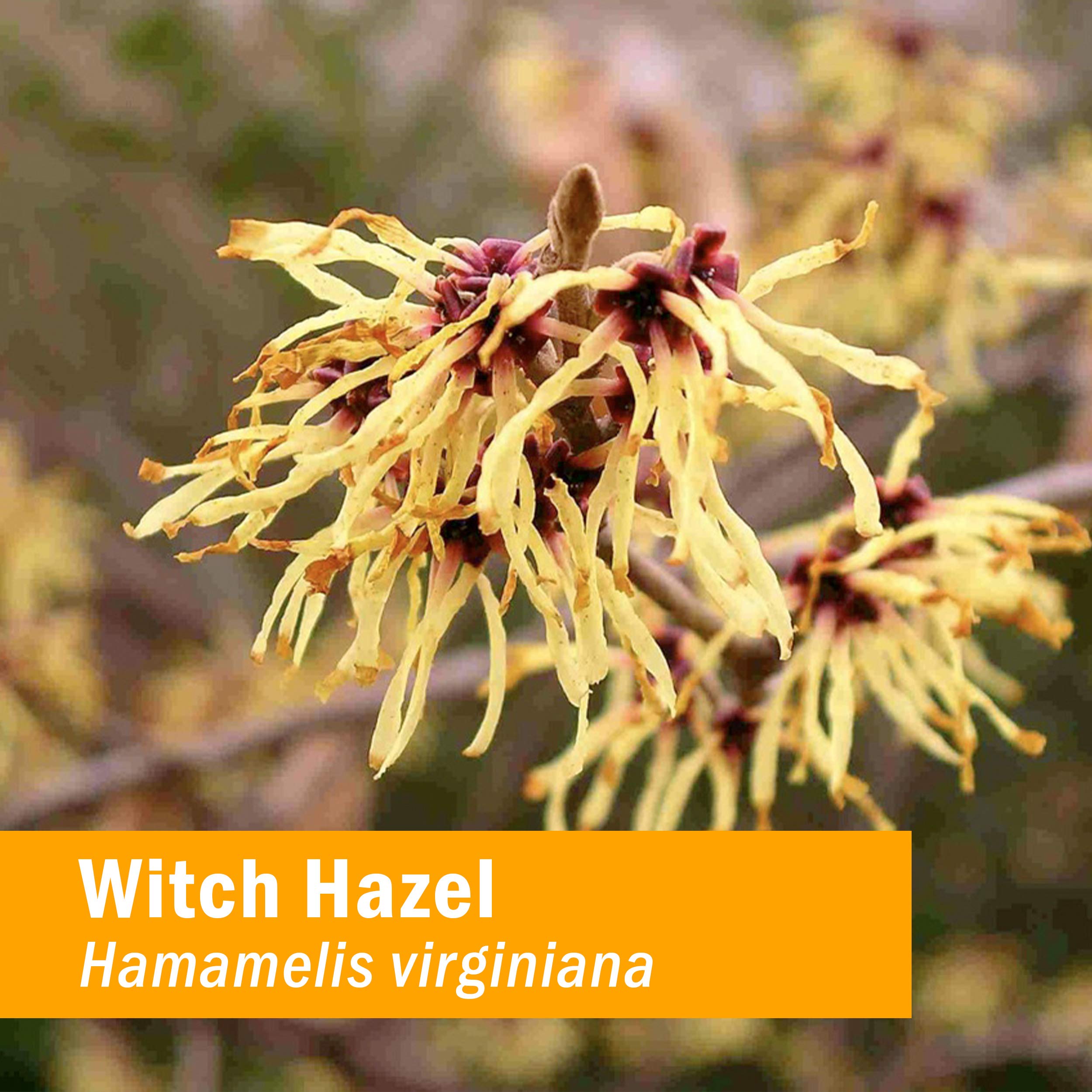 Foto 3 pulgar | Extracto Líquido Herb Pharm Witch Hazel 30 Ml - Venta Internacional.
