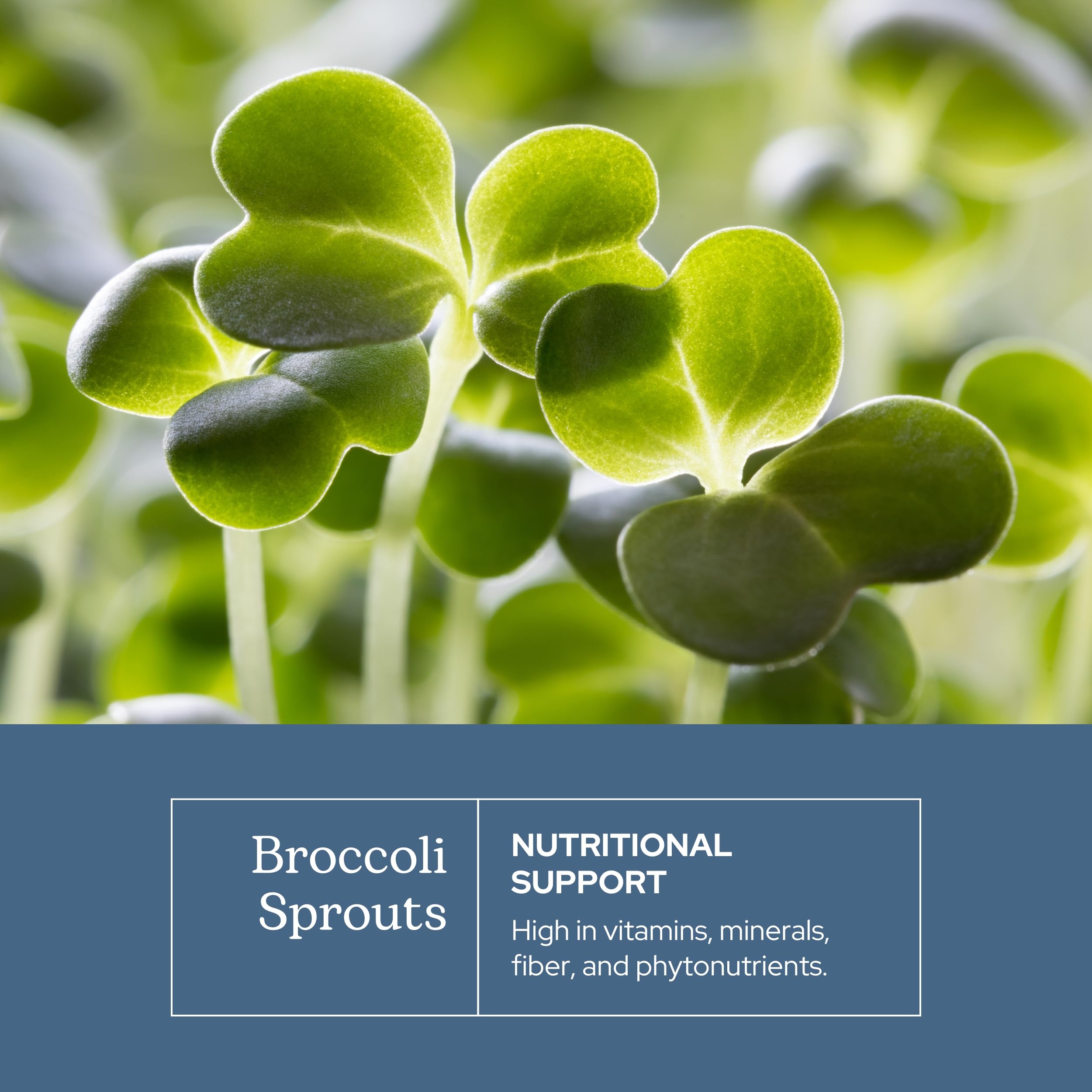 Foto 3 | Brotes De Brócoli Eclectic Institute 150 Cápsulas-Venta Internacional