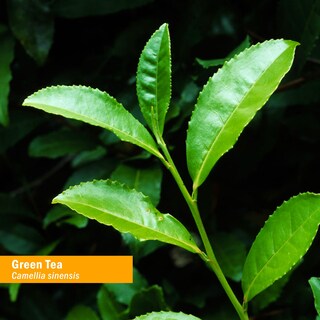Foto 2 | Hierba De Té Verde Glicerita Herb Pharm 2 Kg (glgtea01) 30 Ml - Venta Internacional.