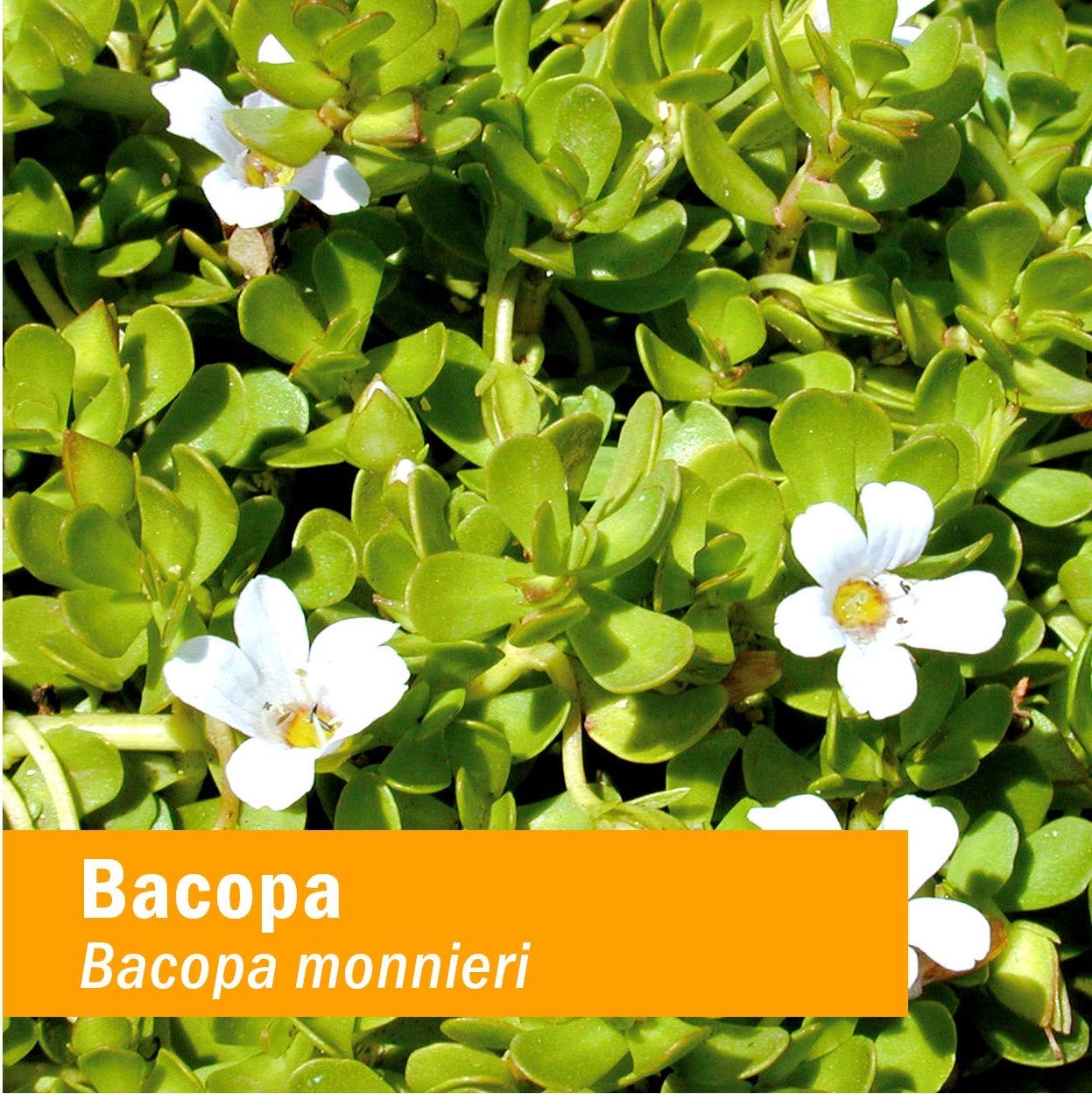 Foto 3 pulgar | Extracto Líquido Herb Pharm Bacopa Brain Support 30 Ml - Venta Internacional.