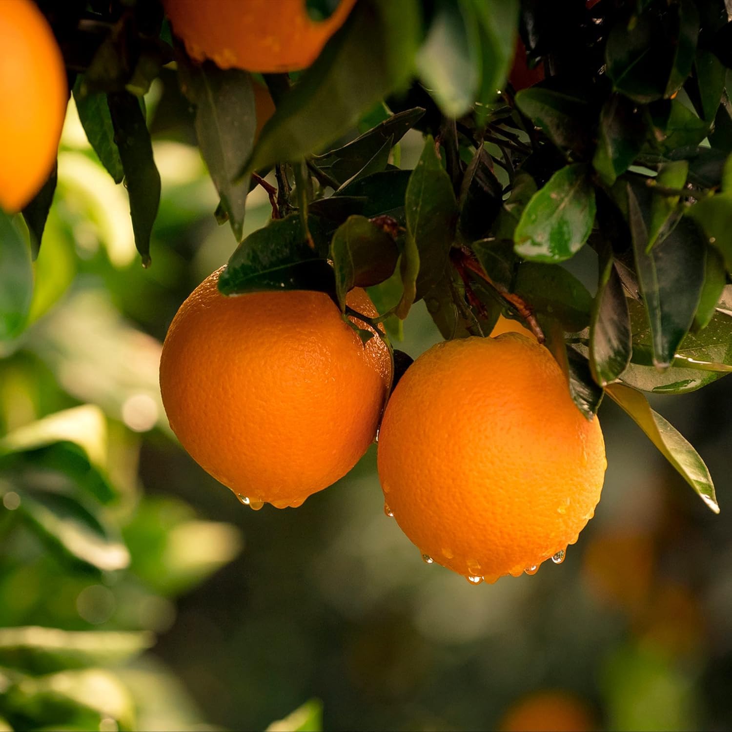 Foto 3 | Gránulos De Cáscara De Naranja Orgánica Frontier  Envasado A Granel De 454 G - Venta Internacional.