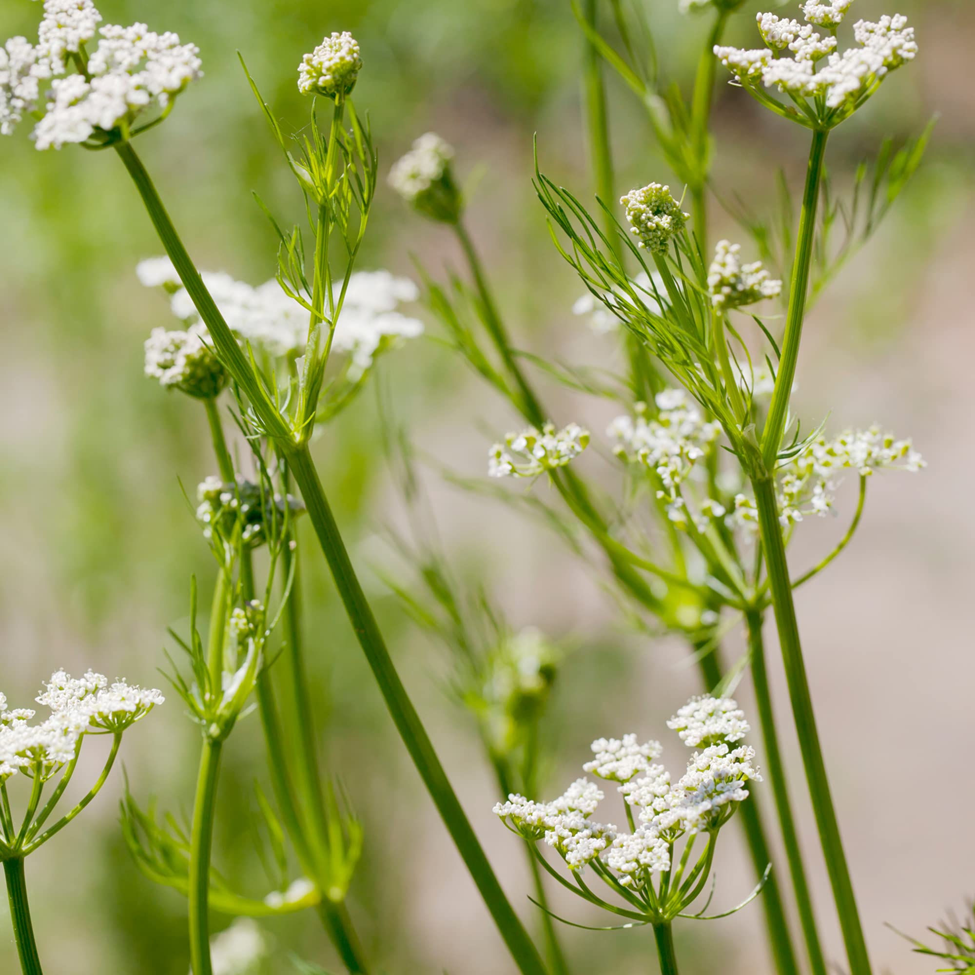 Foto 4 pulgar | Caraway Seeds Frontier Co-op Whole  454 G  Orgánico  Kosher - Venta Internacional.