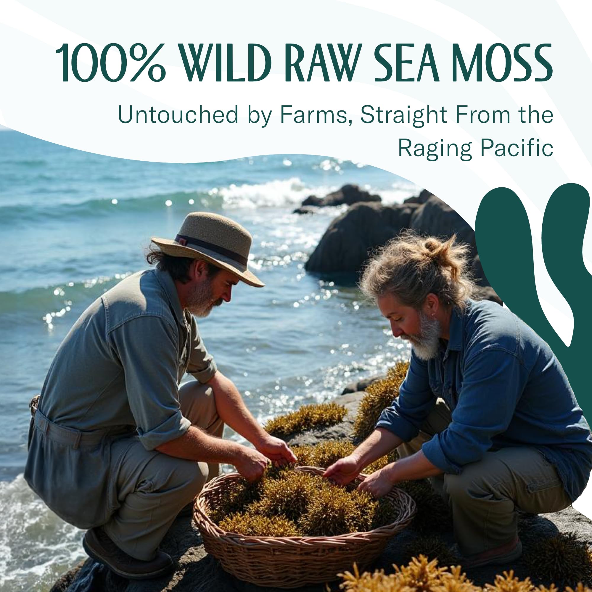 Foto 4 | Sea Moss Trueseamoss  Gel De Musgo Marino Irlandés Crudo  100 Ml  Paquete De 8 Onzas - Venta Internacional.